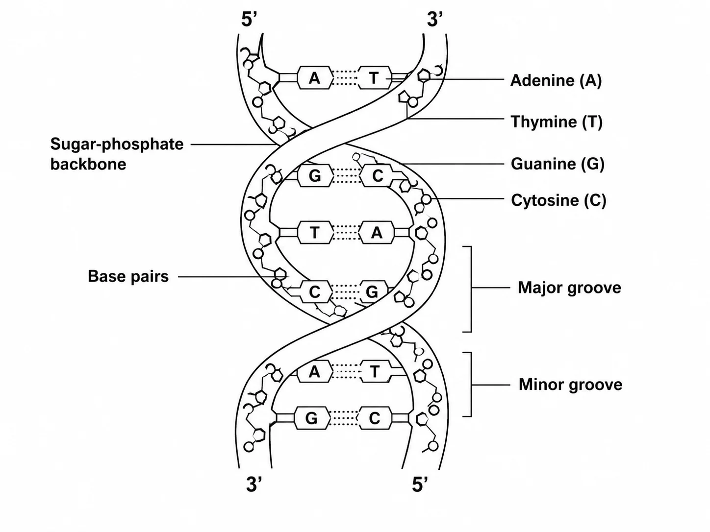 DNA Structure Diagram Generator