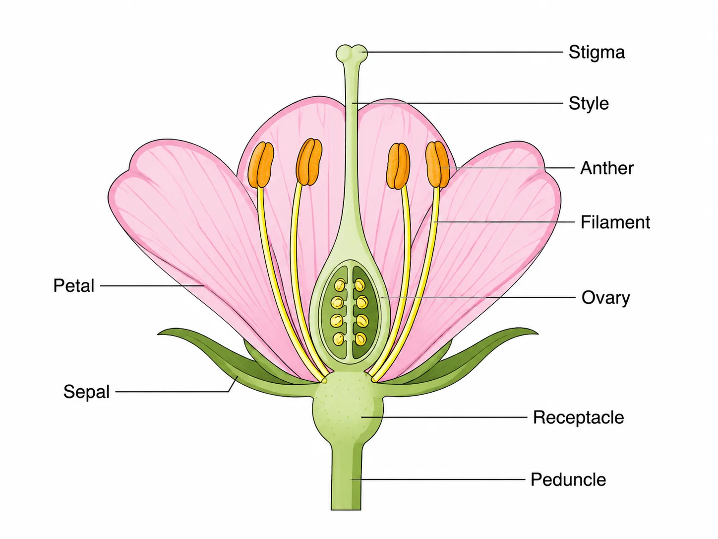 Floral Diagram Generator