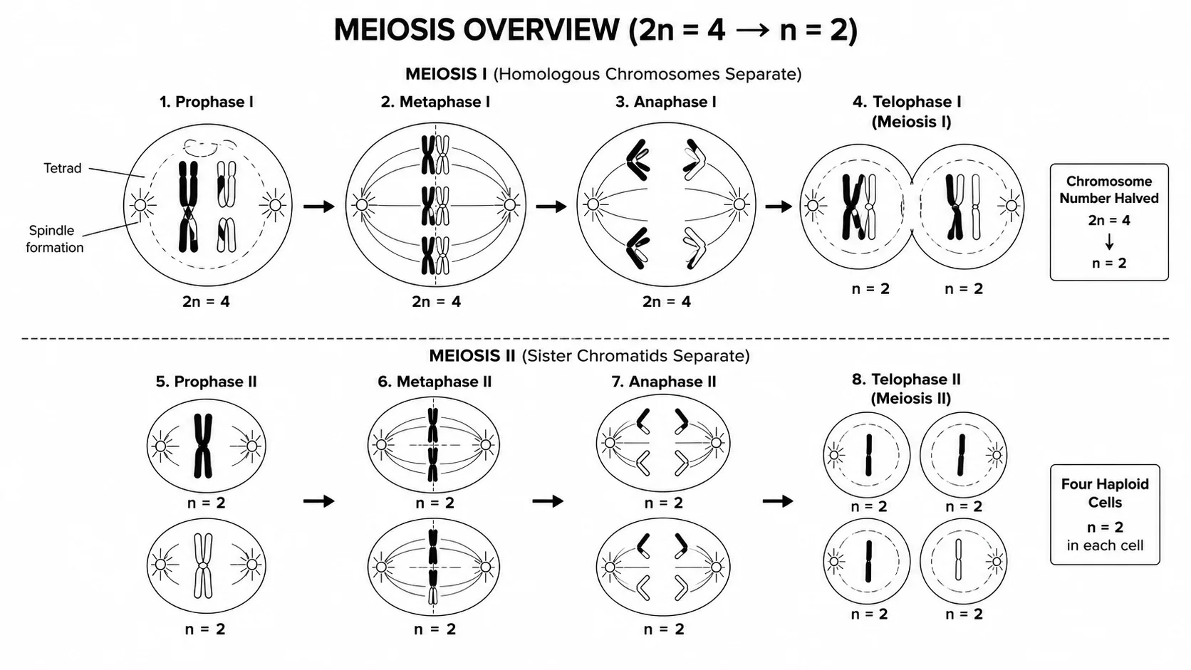 Meiosis Diagram Generator