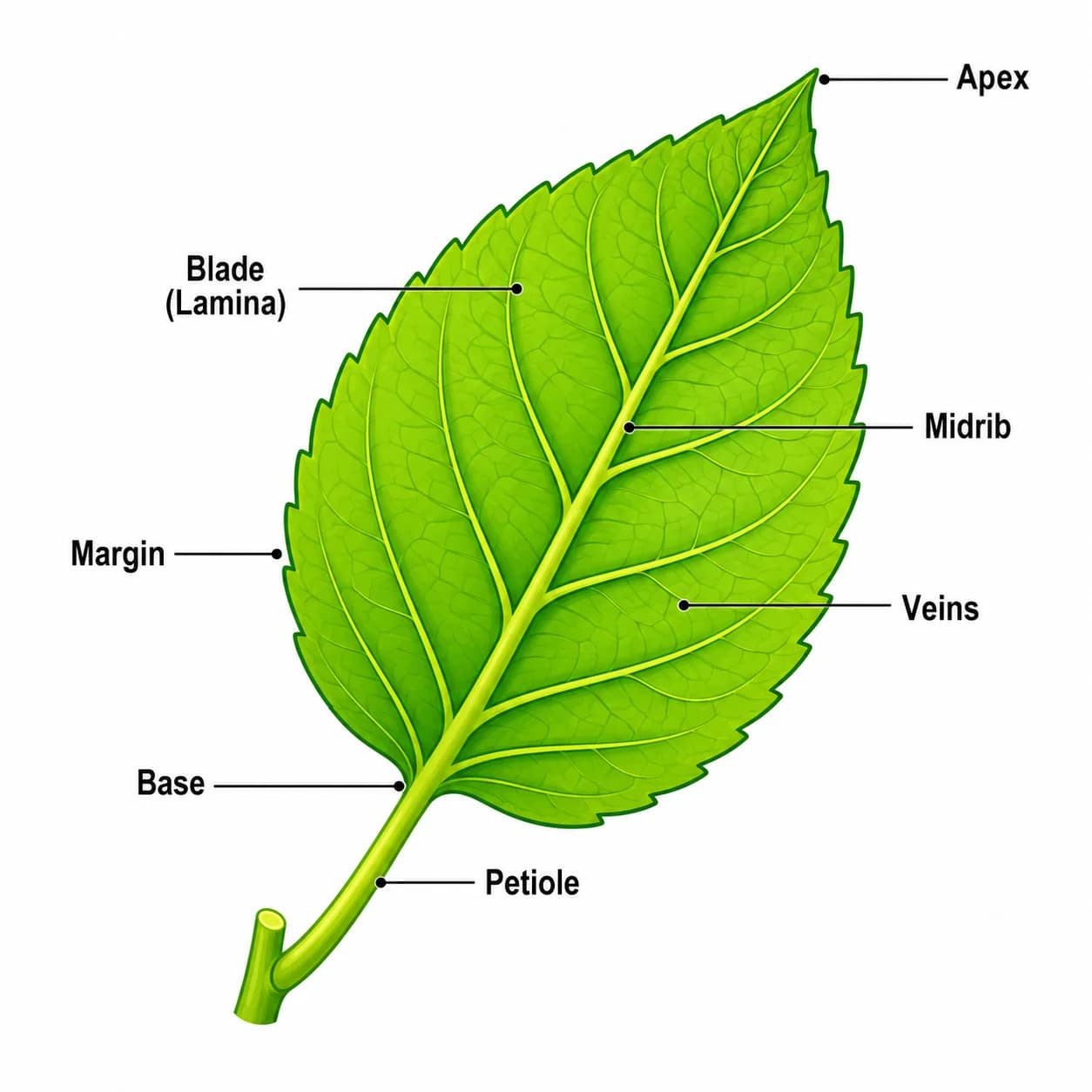 Parts of a Leaf Generator