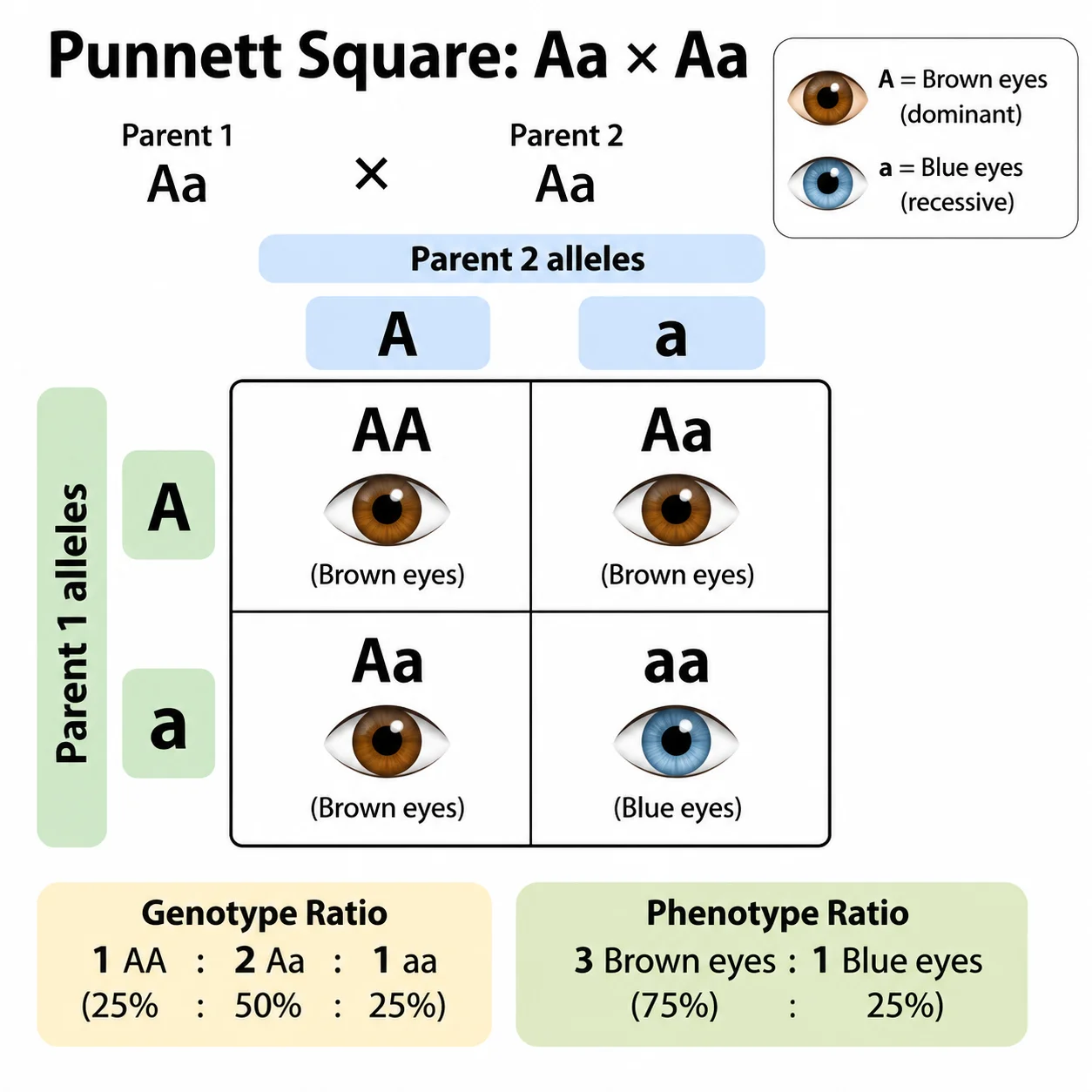 Punnett Square Maker