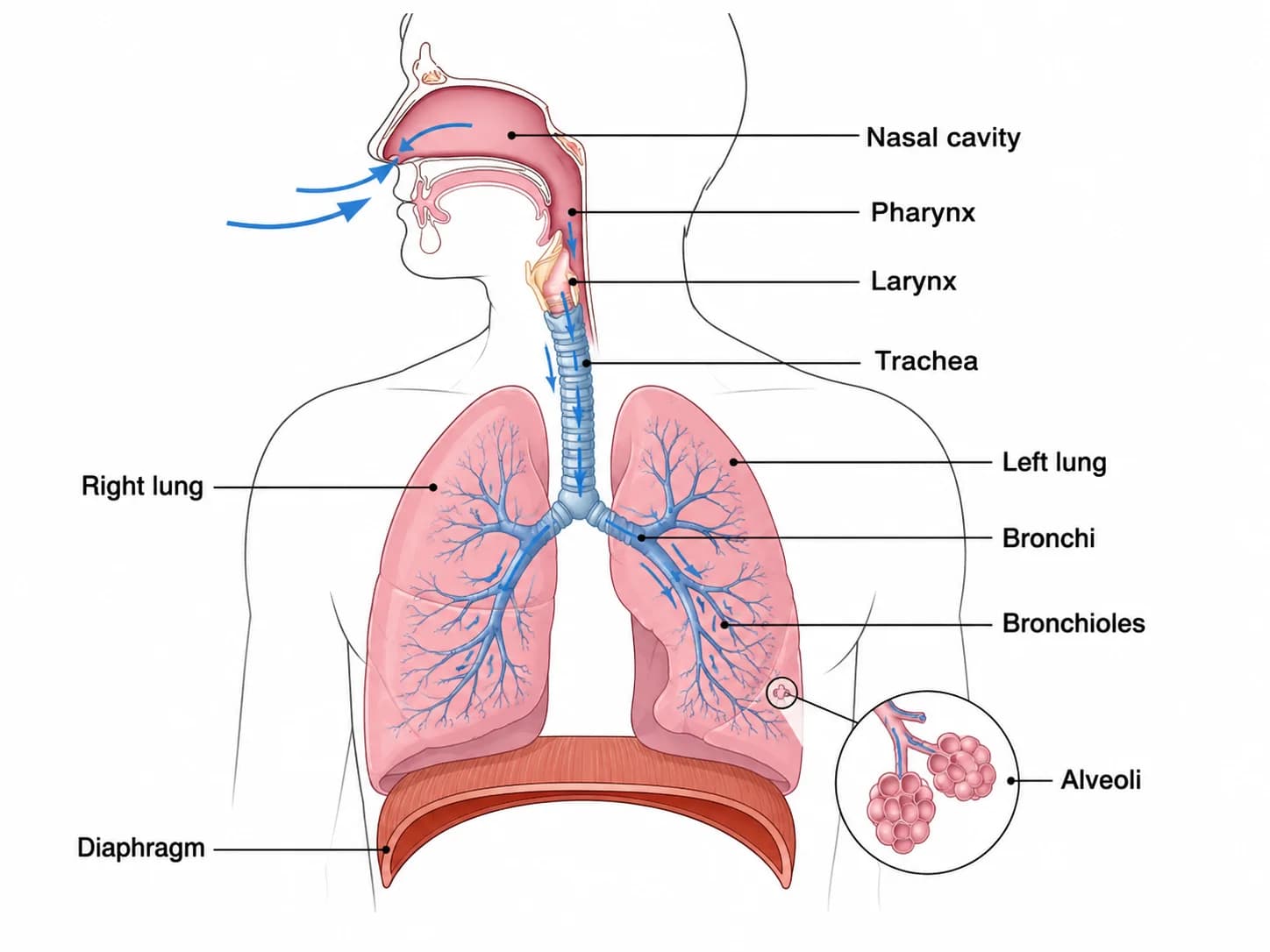 Respiratory System Diagram Generator