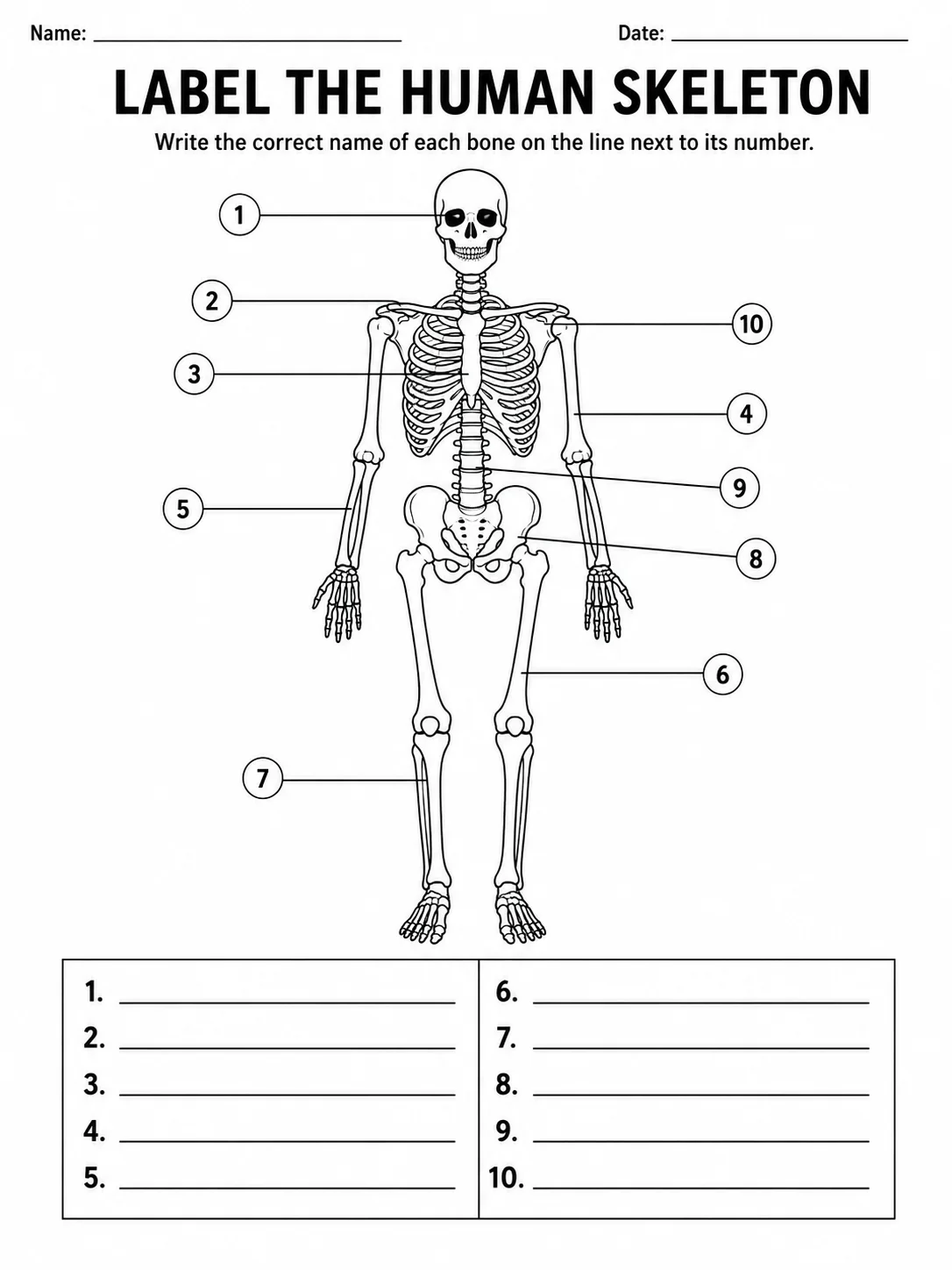 Printable blank human skeleton diagram worksheet with numbered callout lines for student labeling.
