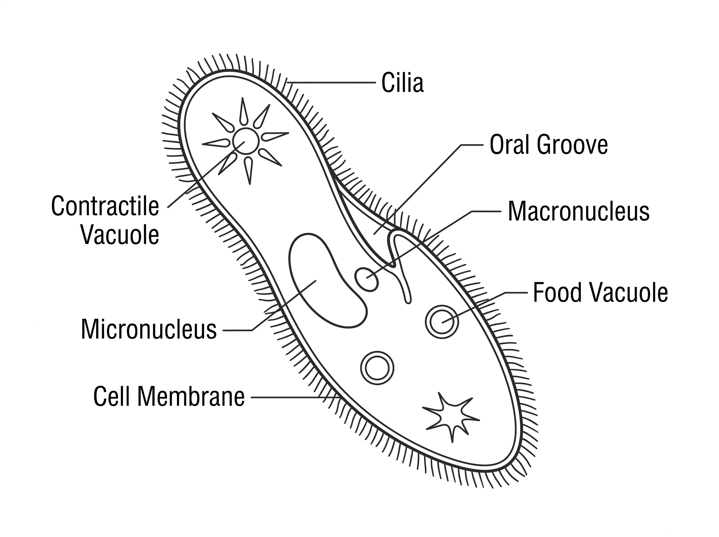 Labeled biology drawing of a paramecium as seen under a microscope.