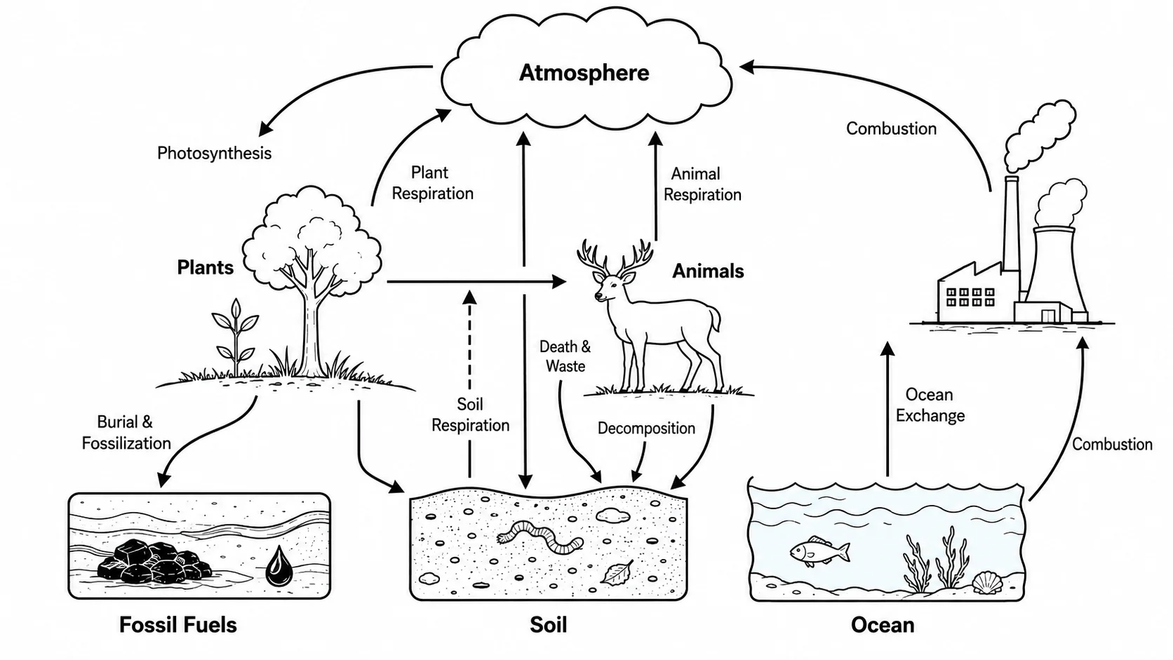 Blank unlabeled carbon cycle diagram for student worksheets with empty label boxes.