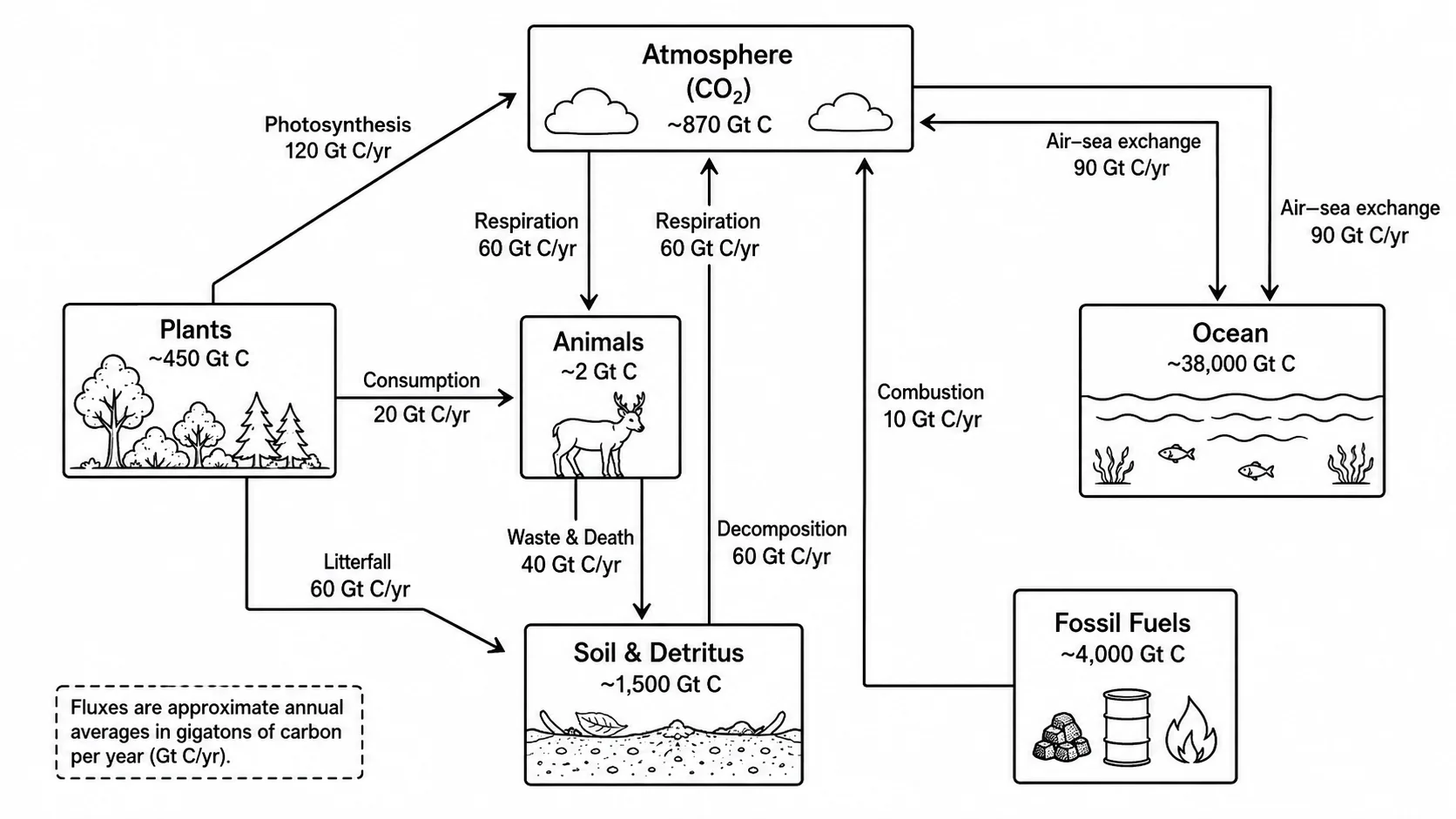 Carbon cycle diagram with CO2 flux values and quantified arrows showing gigatons of carbon per year.