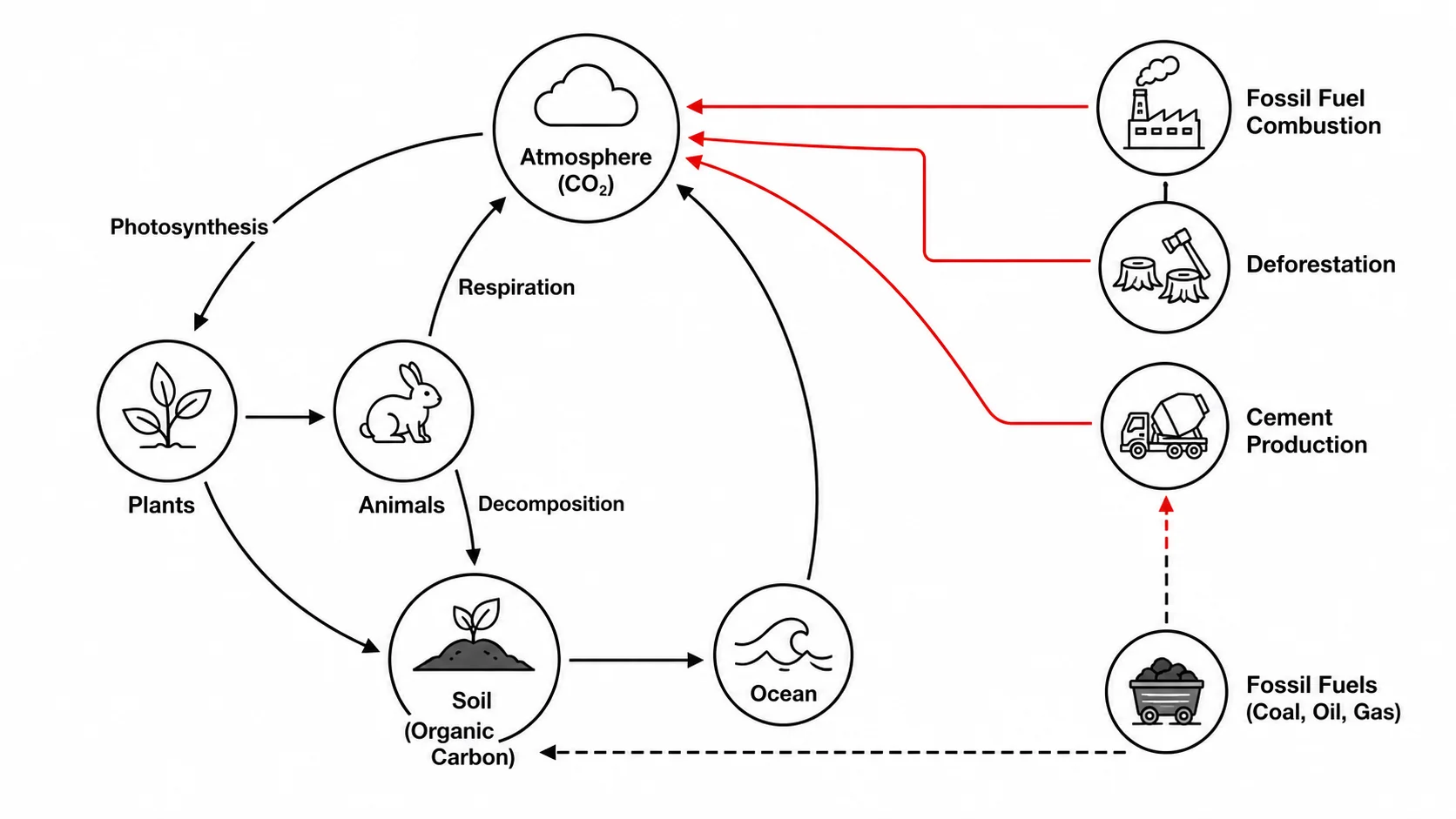 Carbon cycle diagram highlighting human activities: fossil fuel burning, deforestation, and industrial emissions.
