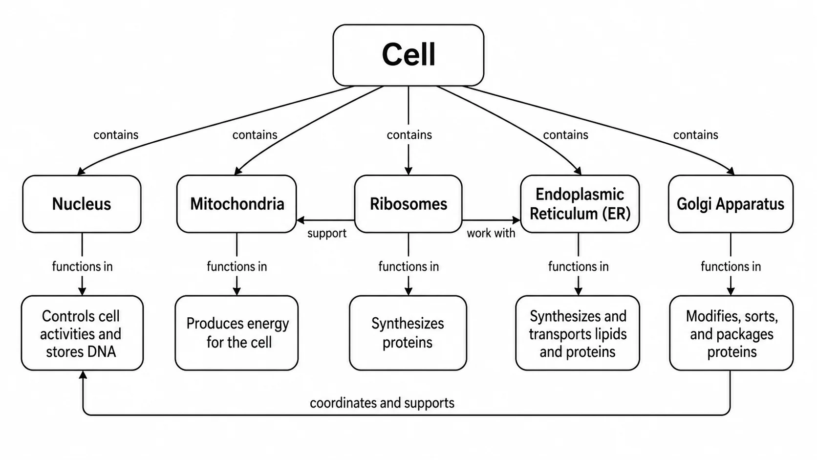 Concept map of the cell linking organelles to their functions.