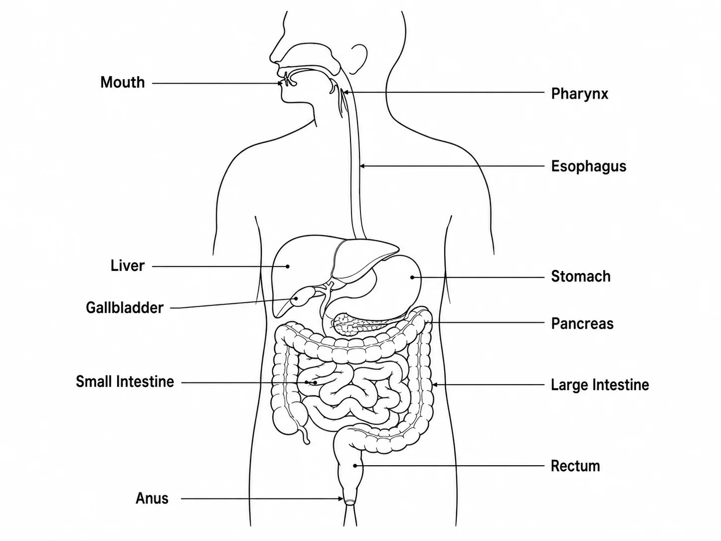 Blank unlabeled digestive system diagram with empty label lines for student worksheets.