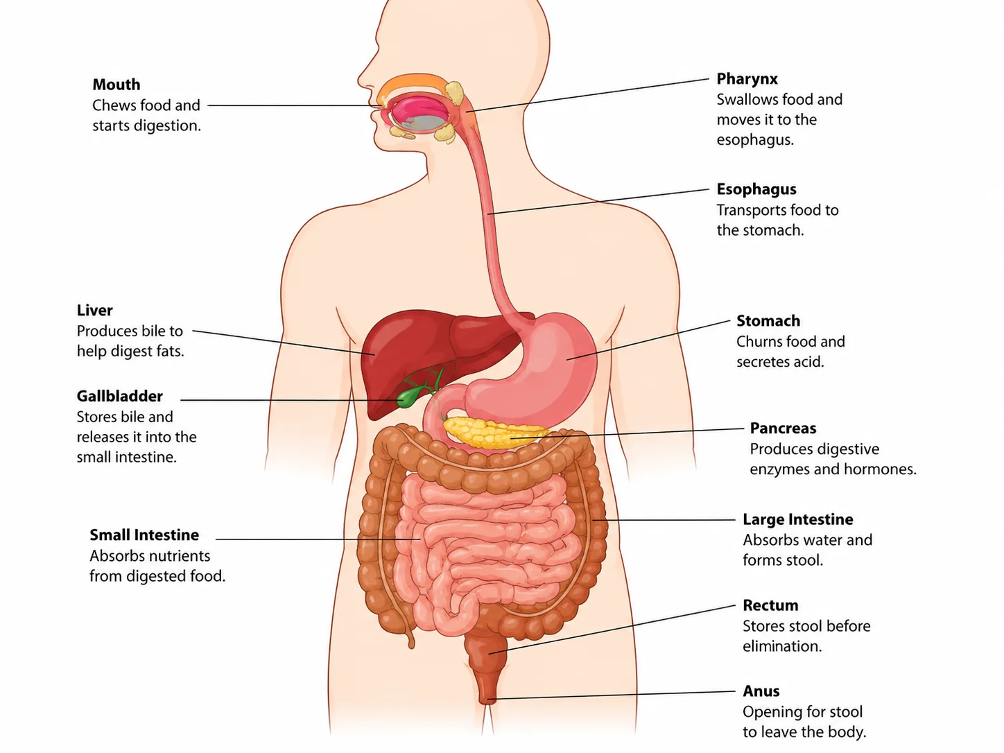 Digestive system diagram with each organ labeled and its function noted.