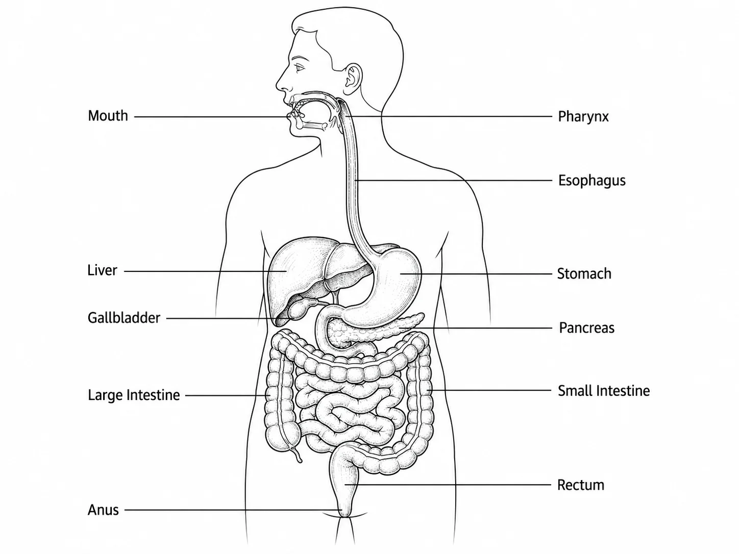 Fully labeled human digestive system diagram showing all major organs with leader lines.