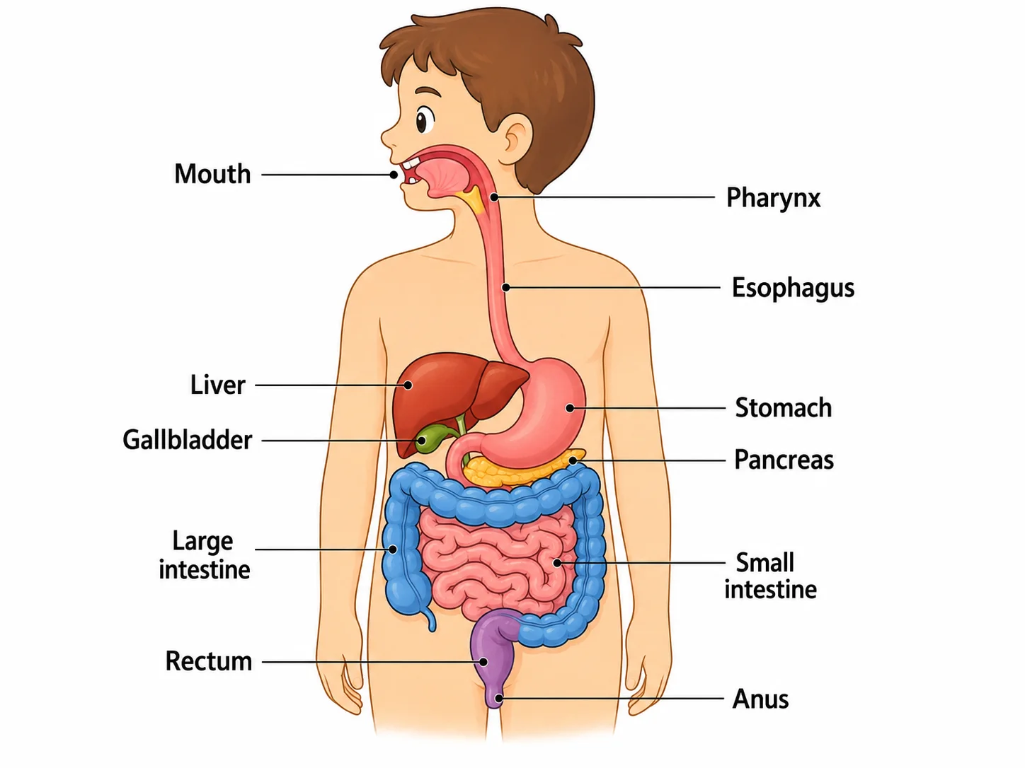 Simplified, colorful digestive system diagram for younger students with large labels.