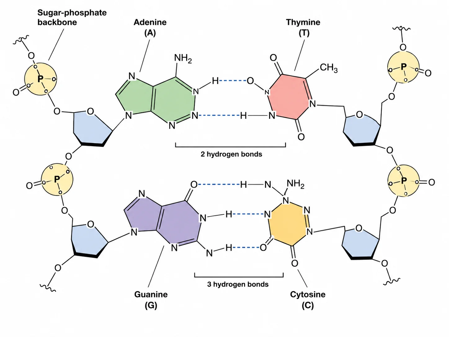 Close-up diagram of DNA base pairing showing A-T and G-C pairs with hydrogen bonds.
