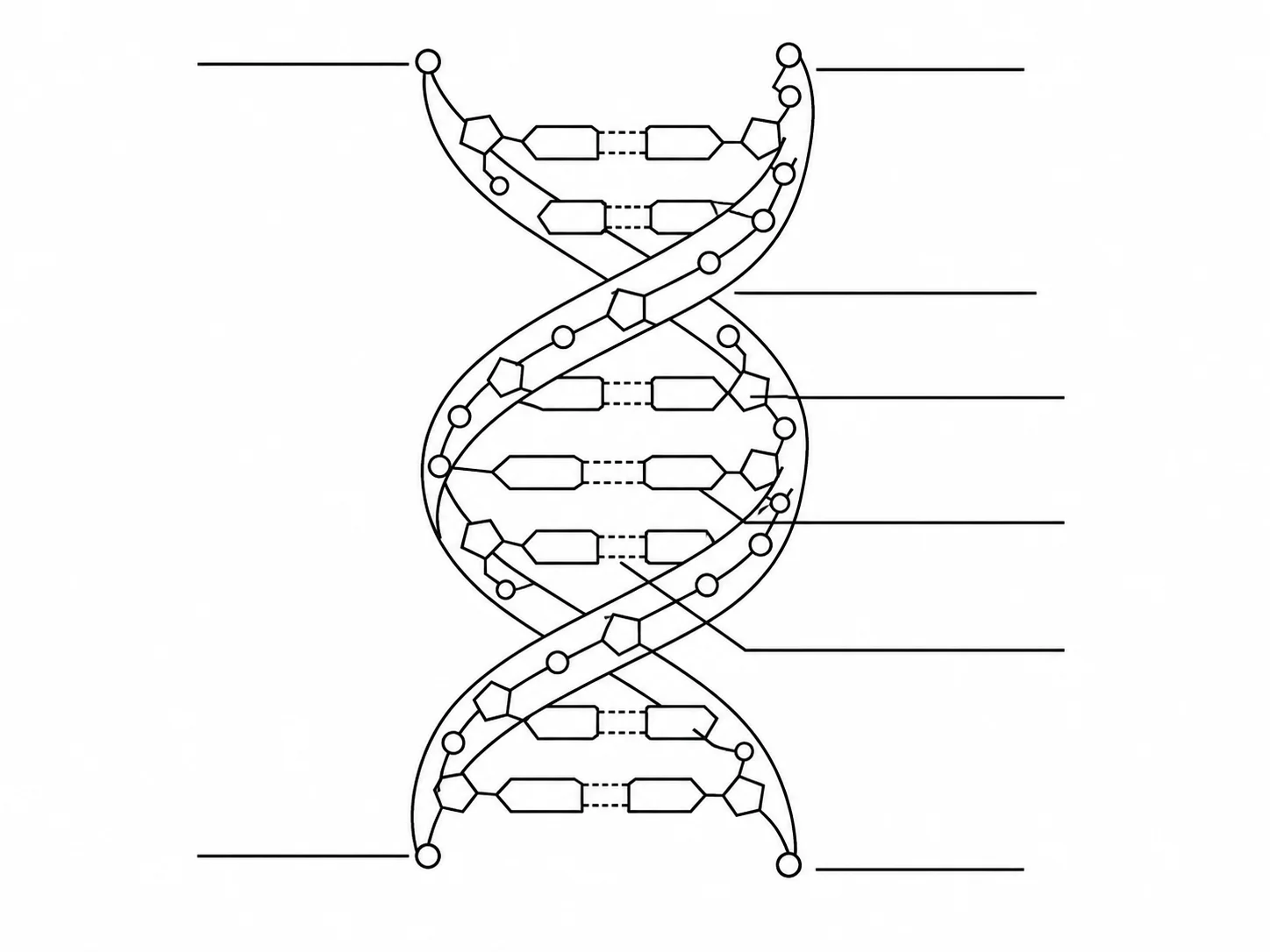 Unlabeled DNA double helix diagram with blank label lines for student worksheets.