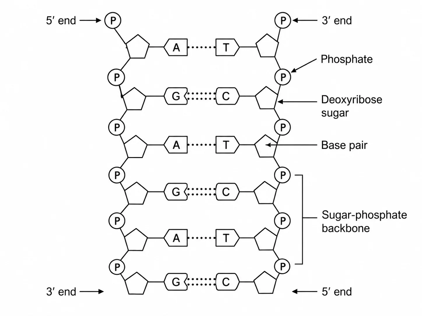 DNA ladder model diagram showing the two parallel strands and rungs of base pairs before twisting into a helix.