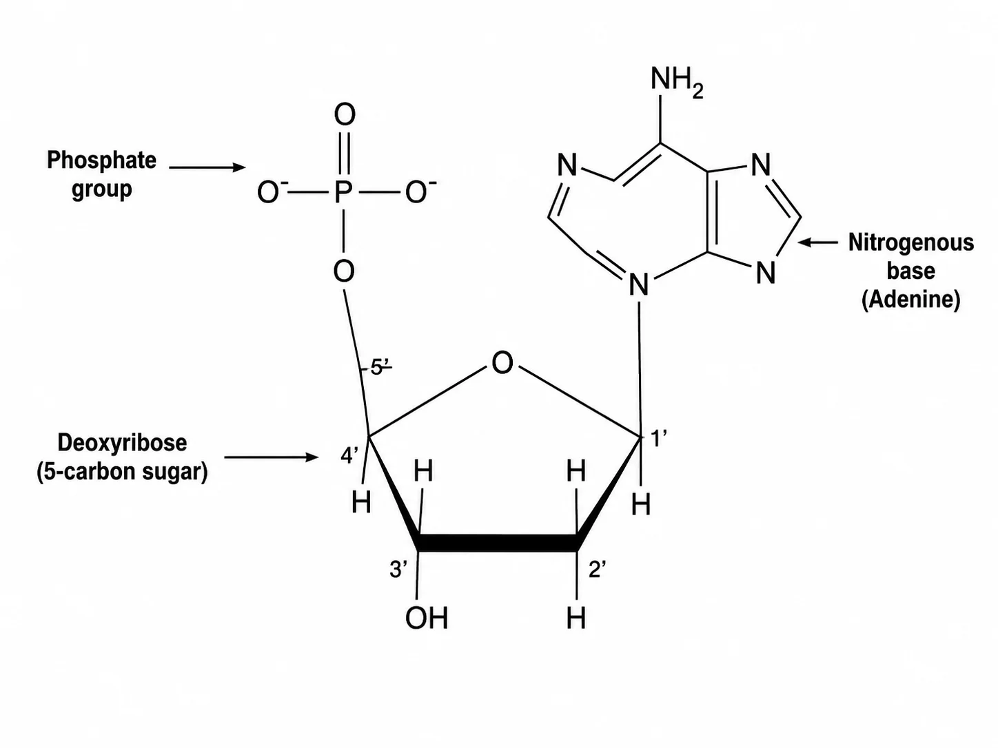 Labeled diagram of a single DNA nucleotide showing the phosphate group, deoxyribose sugar, and nitrogenous base.