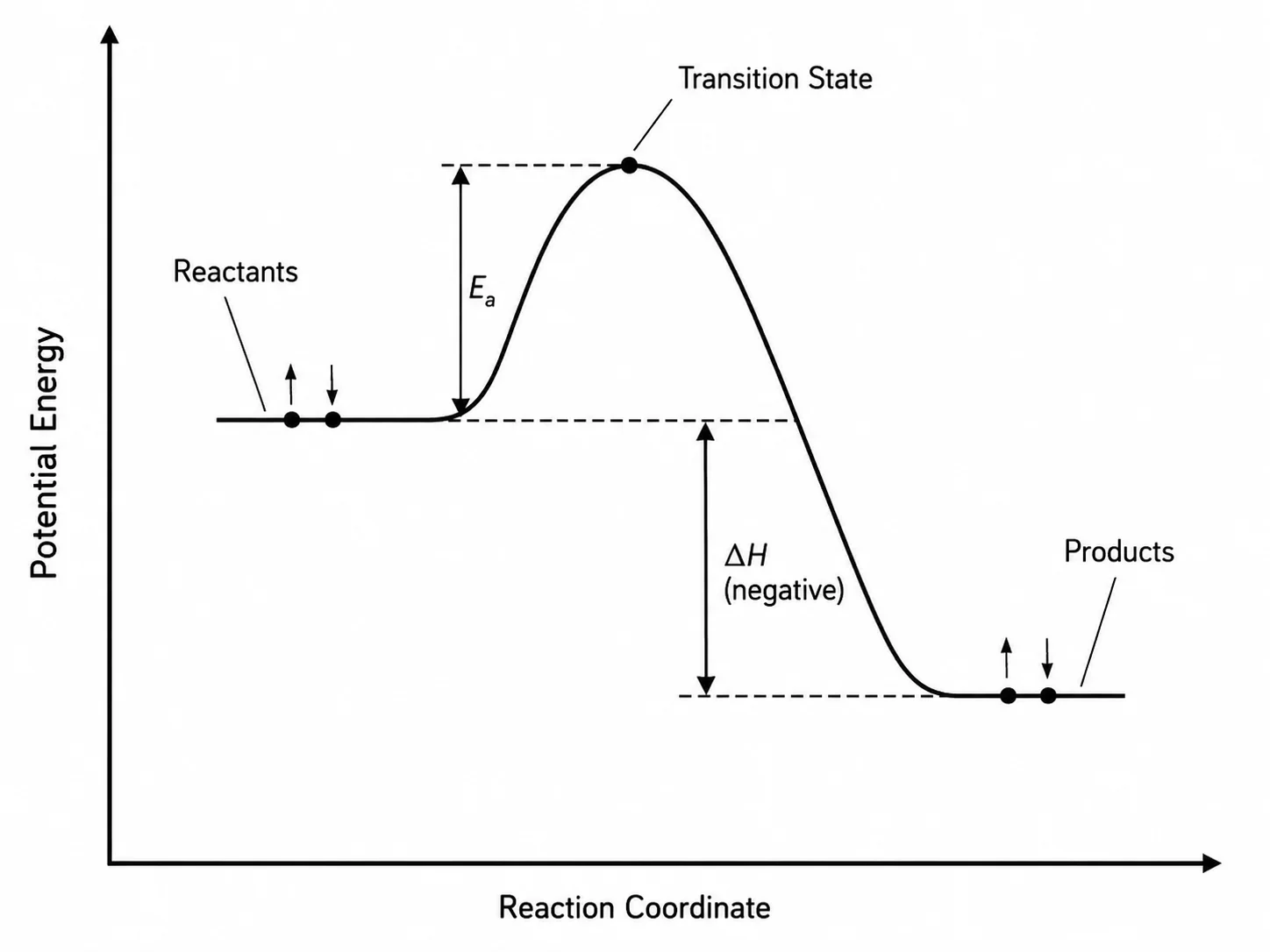Reaction energy profile diagram for an exothermic reaction showing activation energy and delta H.