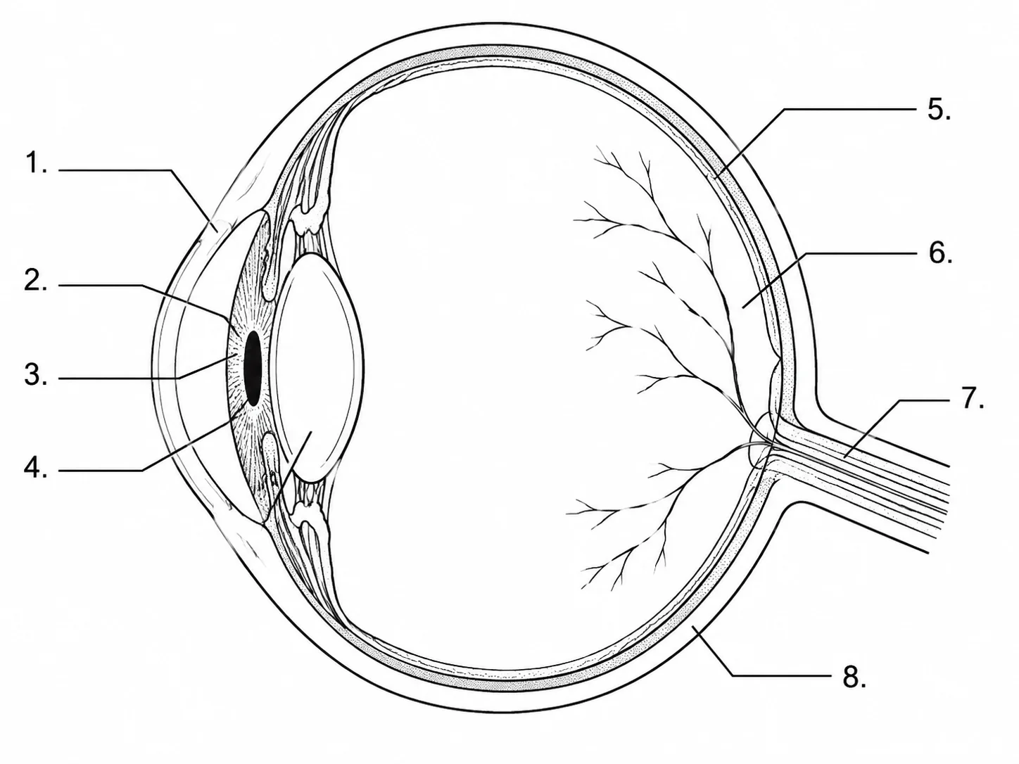 Unlabeled blank eye cross-section diagram with numbered leader lines for student worksheets.