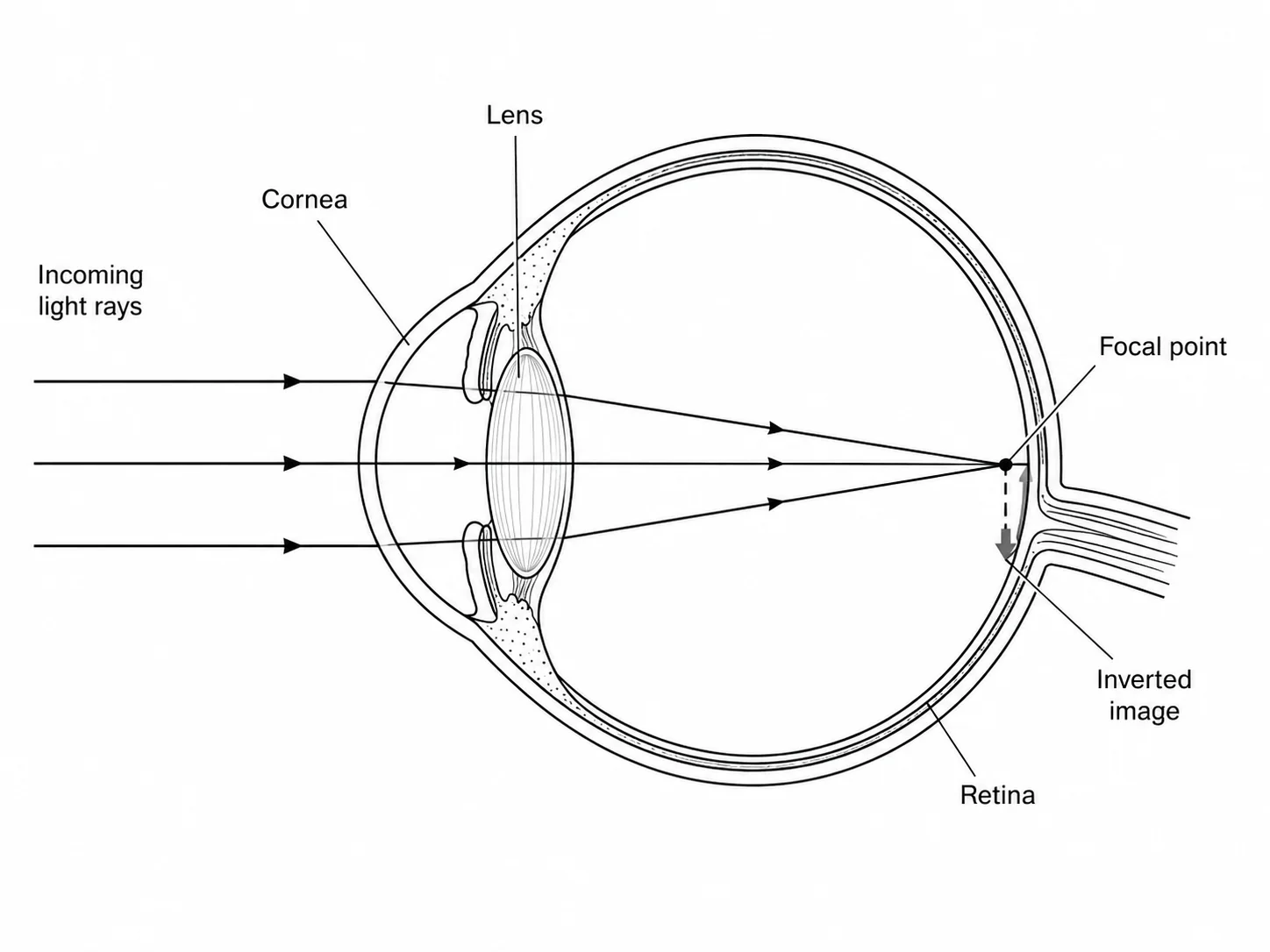 Diagram showing how light enters the eye, refracts through the lens, and forms an inverted image on the retina.