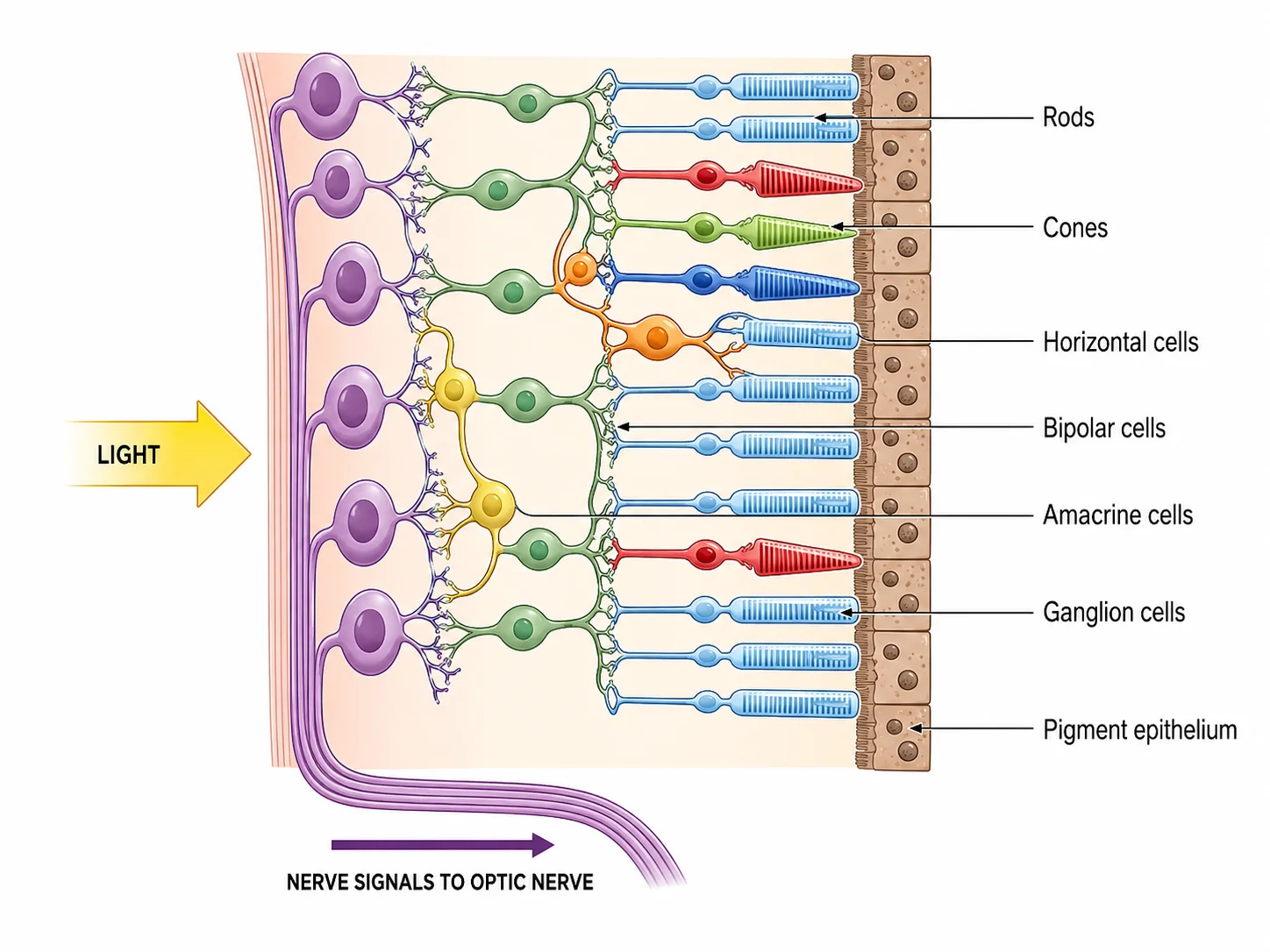 Close-up diagram of the retina showing the layered structure of rods, cones, bipolar cells, and ganglion cells.