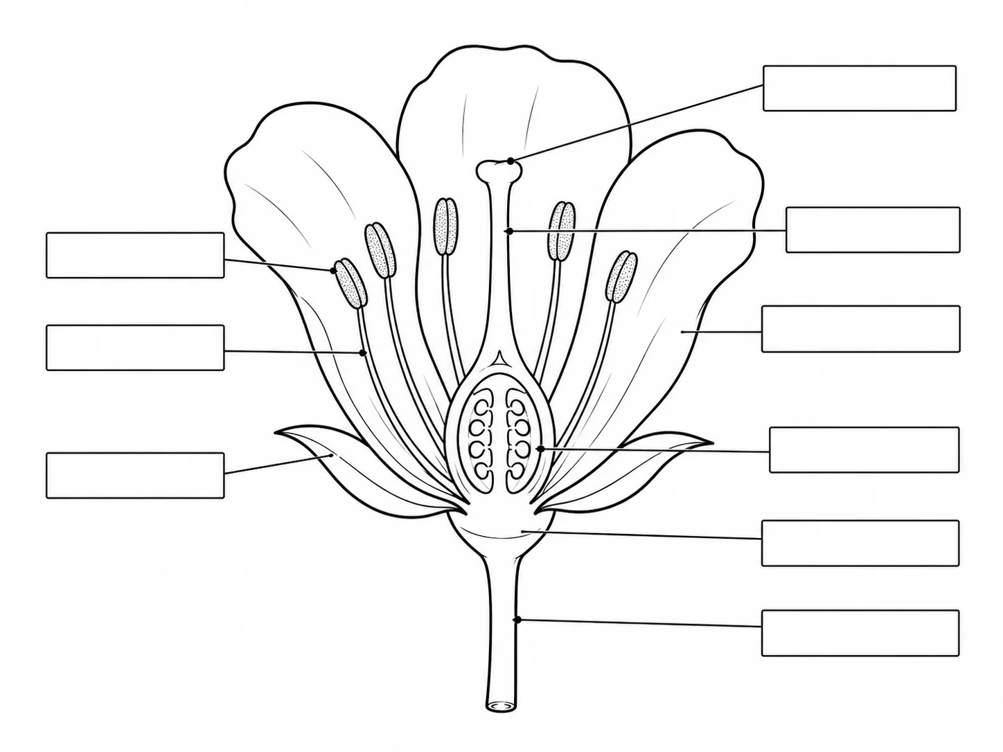 Blank unlabeled flower cross-section diagram with empty label lines for a biology worksheet.