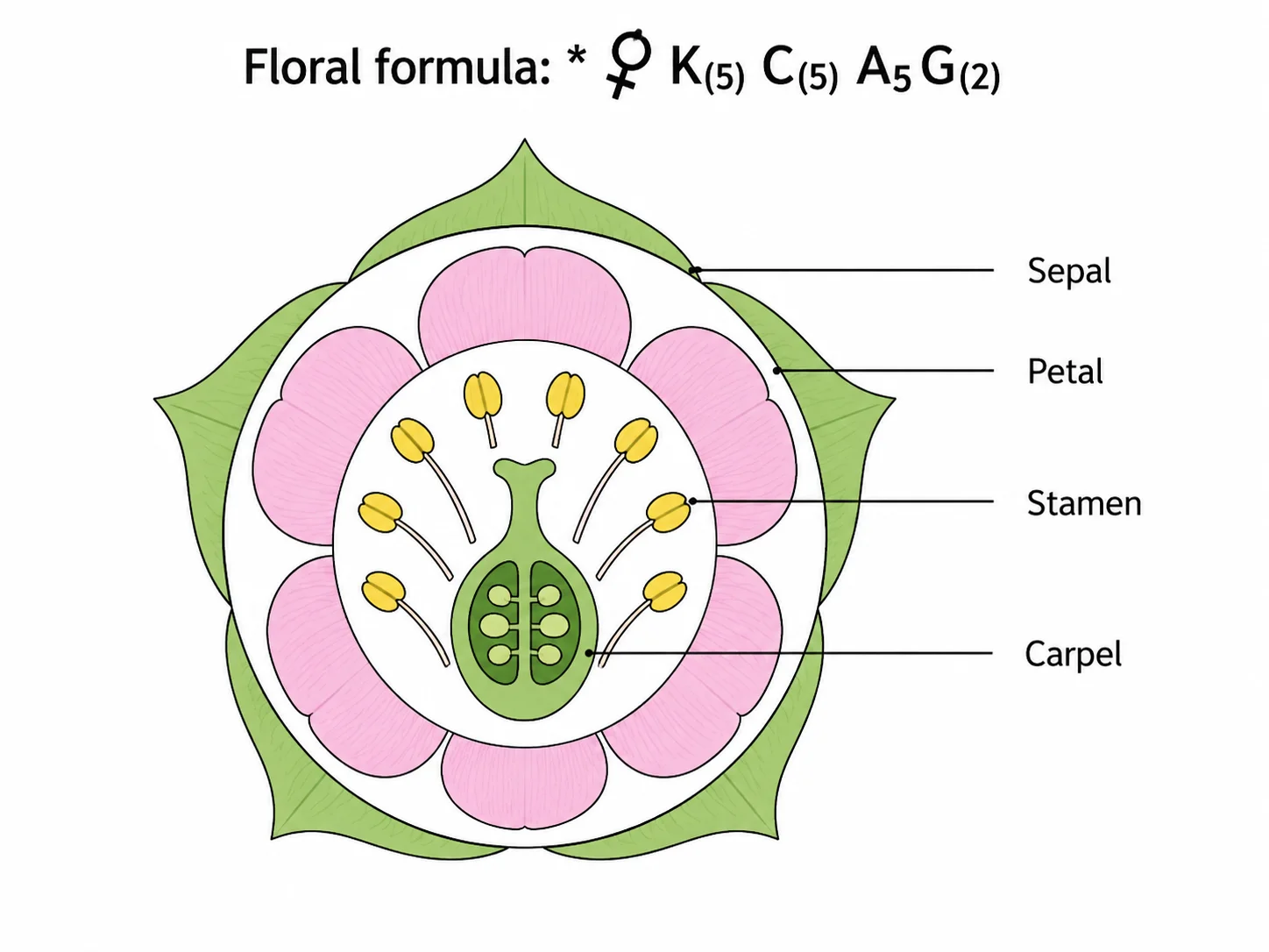 Botanical floral formula and circular schematic diagram showing symmetry and whorl arrangement.