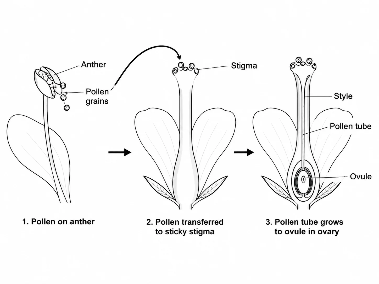 Diagram showing pollen transfer from stamen to pistil during flower pollination.