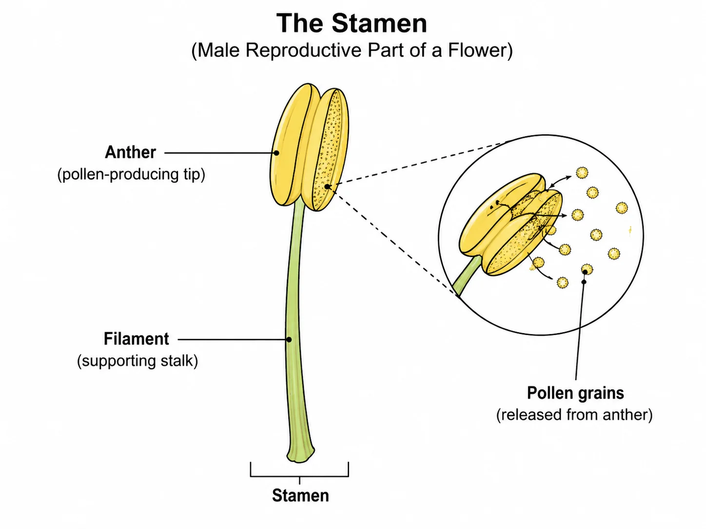 Close-up diagram of the stamen showing the anther and filament labeled.