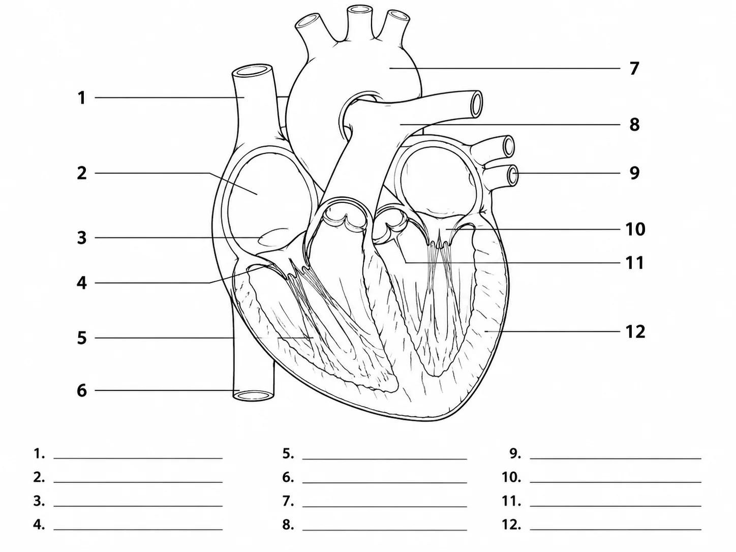 Unlabeled heart diagram with numbered leader lines for student labeling worksheets.