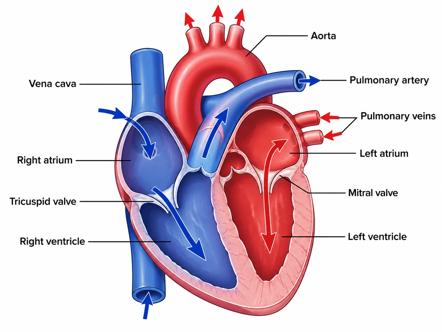 Heart diagram with red and blue arrows showing oxygenated and deoxygenated blood flow pathways.