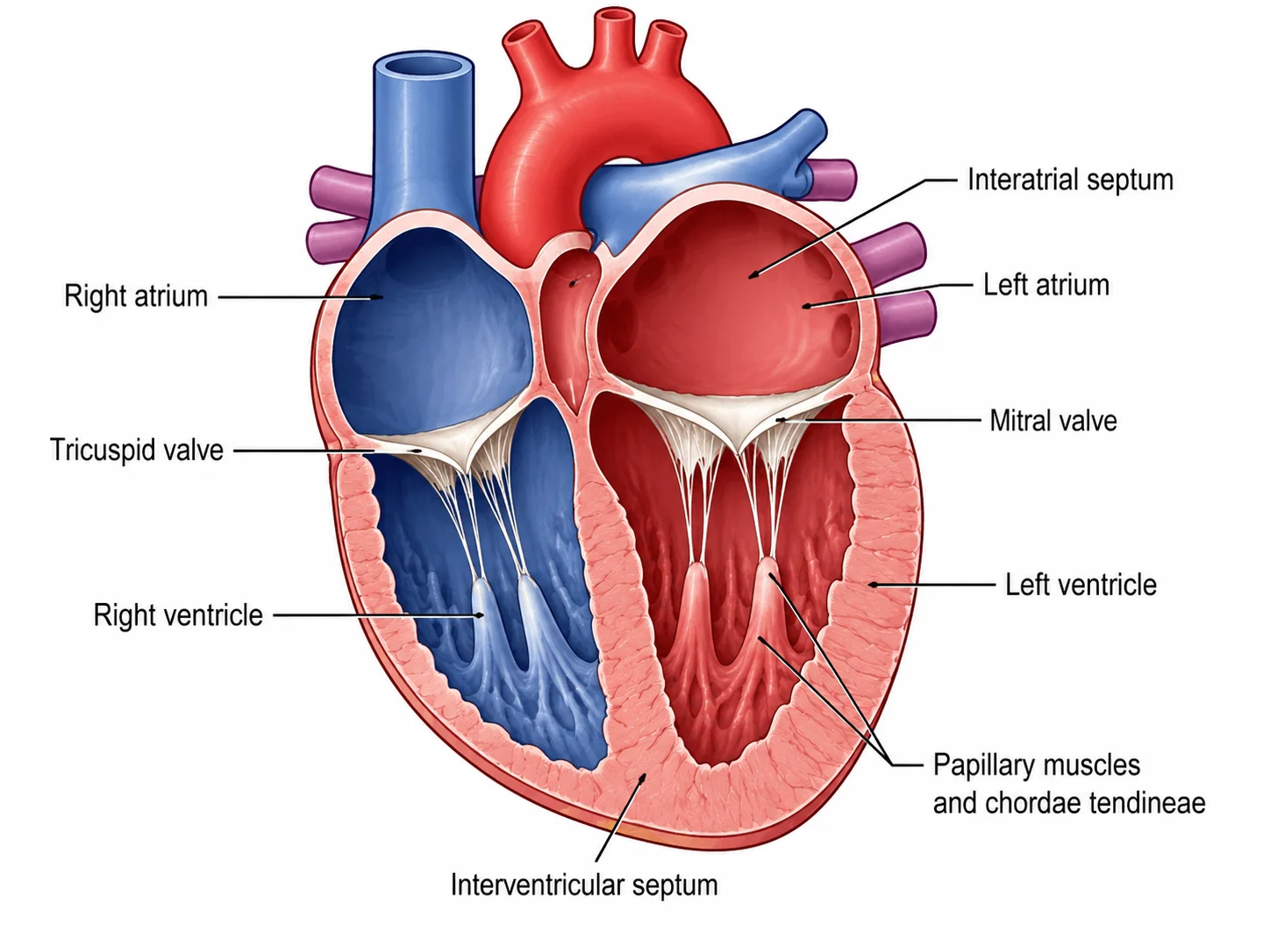 Cross-section heart diagram showing the four chambers and the interventricular septum.