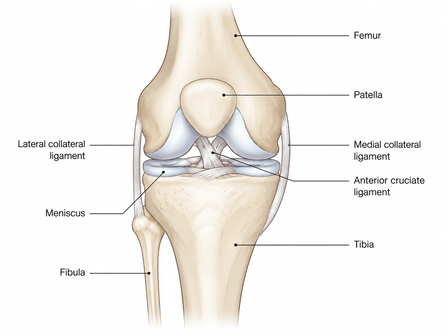 Unlabeled blank knee anatomy diagram for student worksheets and quizzes.