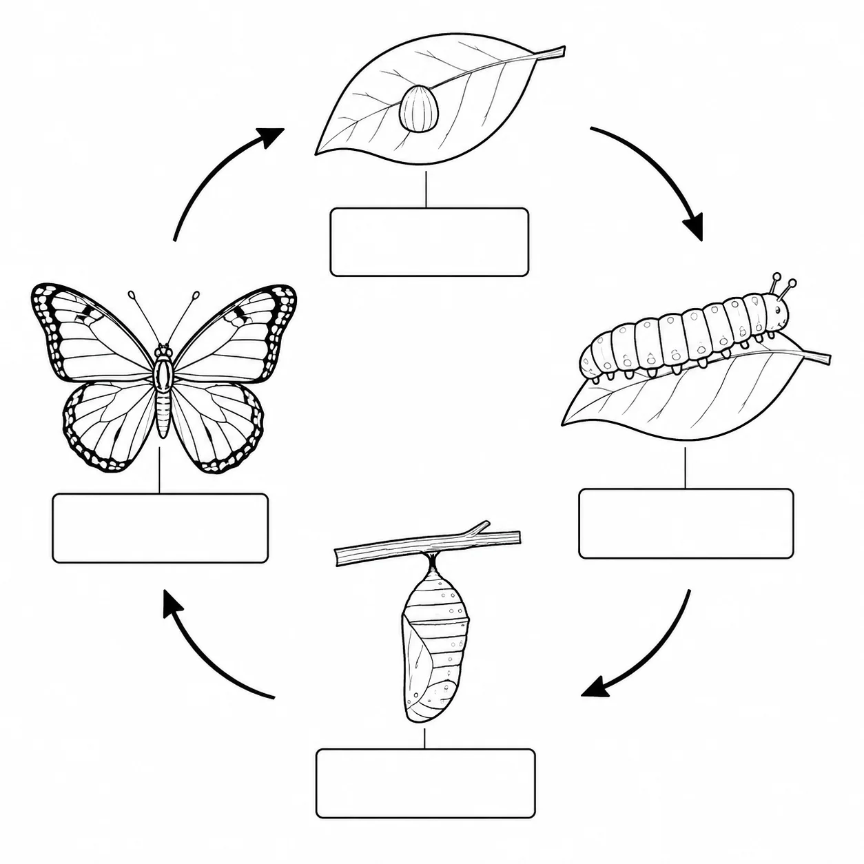 A blank butterfly life cycle worksheet with the four stages in a circle and empty label boxes to fill in.