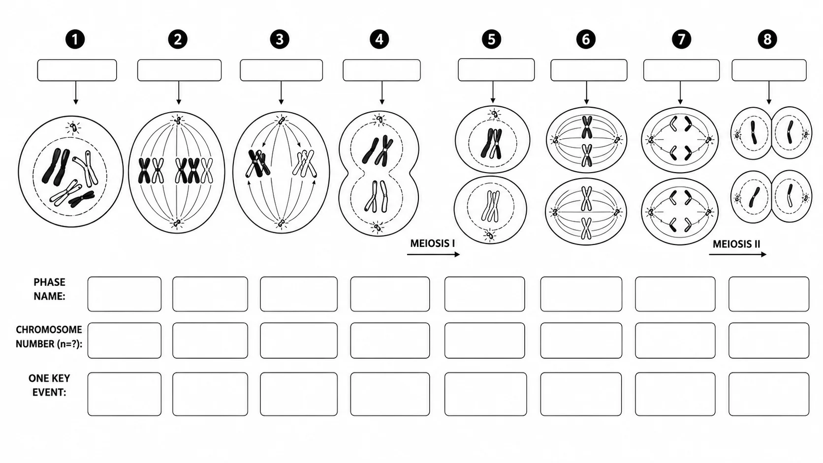 Unlabeled meiosis stages diagram for student worksheets showing all eight phases with empty label lines.