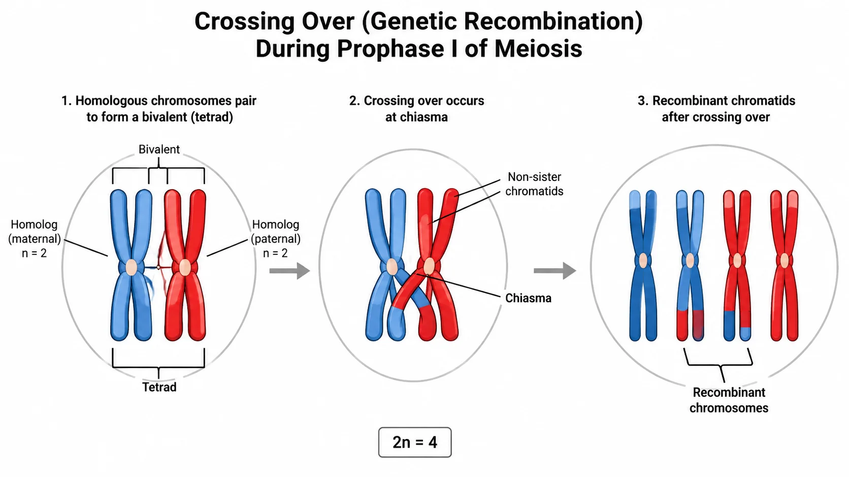 Labeled diagram of crossing over and genetic recombination between homologous chromosomes during prophase I of meiosis.