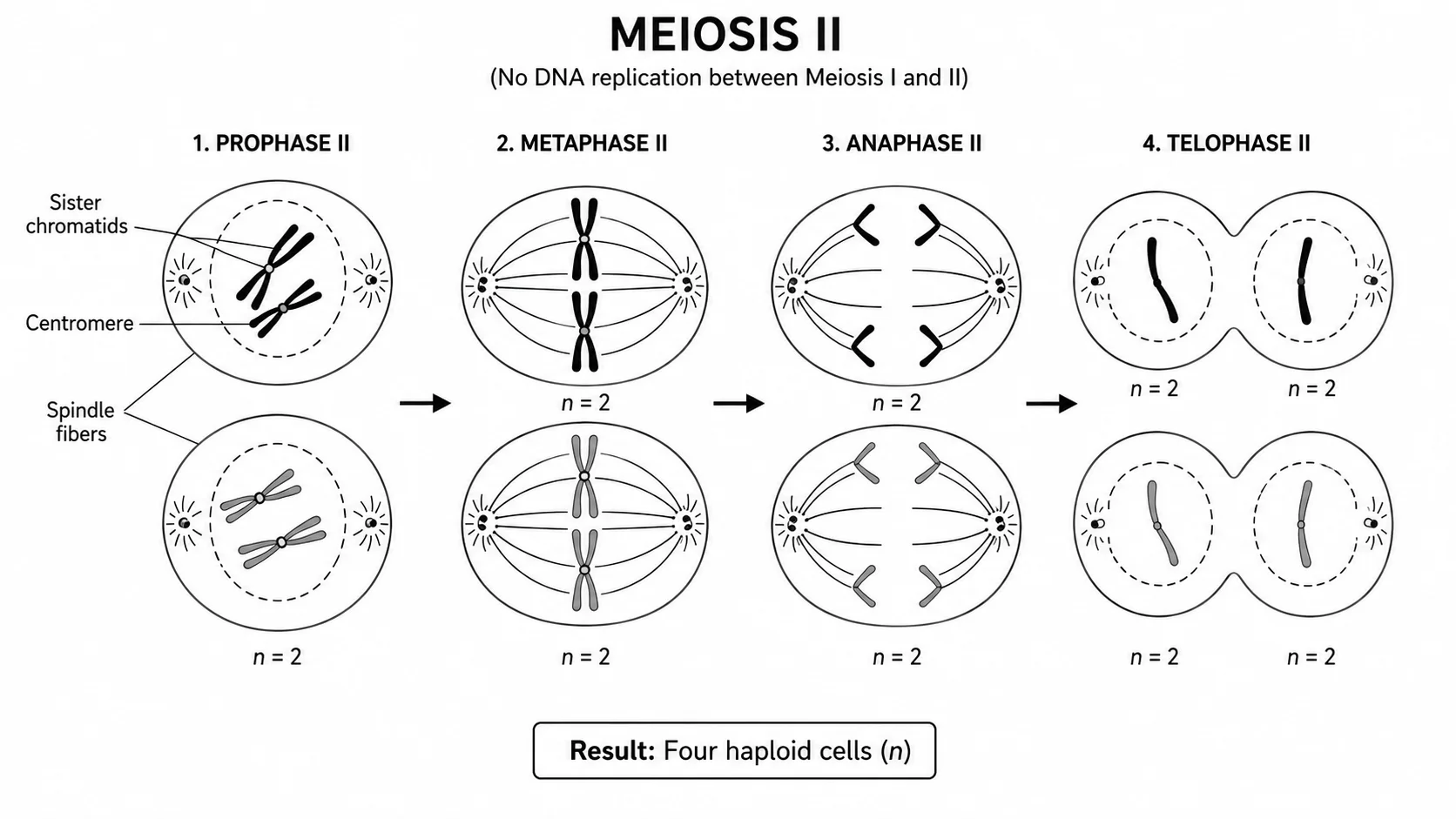 Labeled diagram of the four phases of Meiosis II: prophase II, metaphase II, anaphase II, and telophase II.