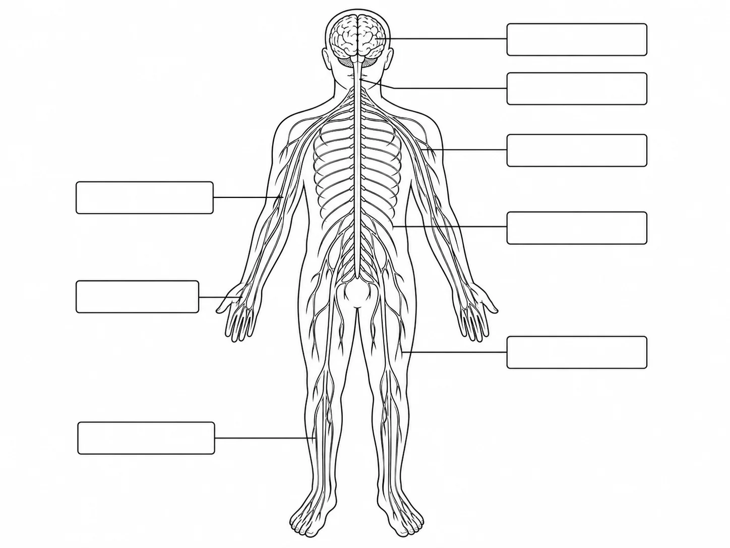Blank unlabeled nervous system diagram with label lines for students to fill in as a worksheet.