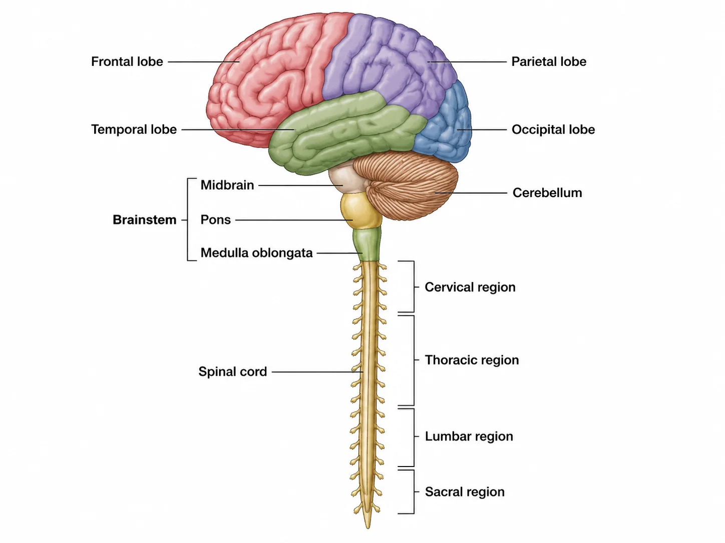 Labeled central nervous system diagram showing the brain and spinal cord with major regions identified.