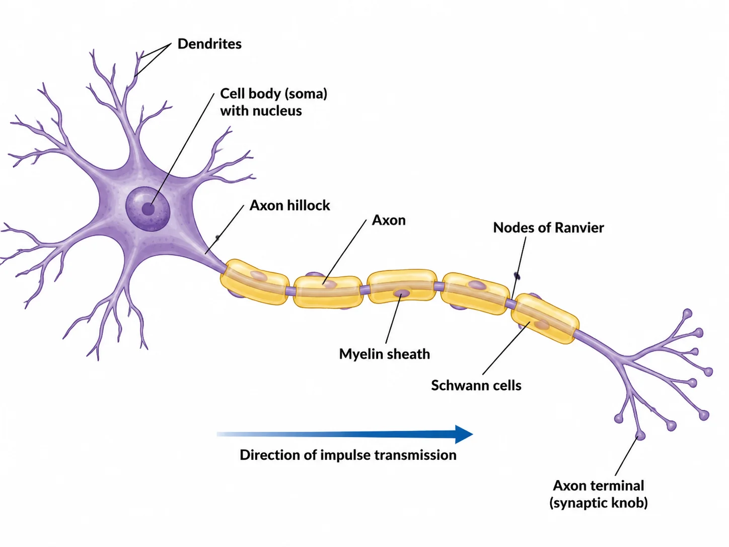 Labeled diagram of a single motor neuron showing dendrites, cell body, axon, myelin sheath, and axon terminal.