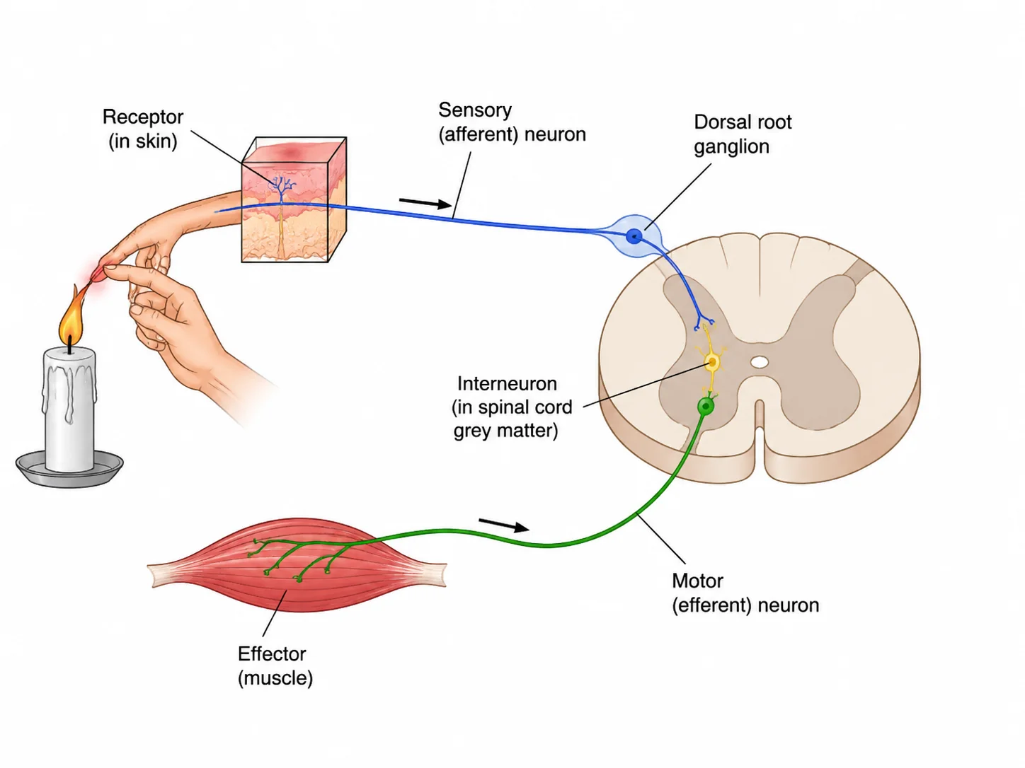 Labeled reflex arc diagram showing the pathway from sensory receptor through spinal cord to effector muscle.