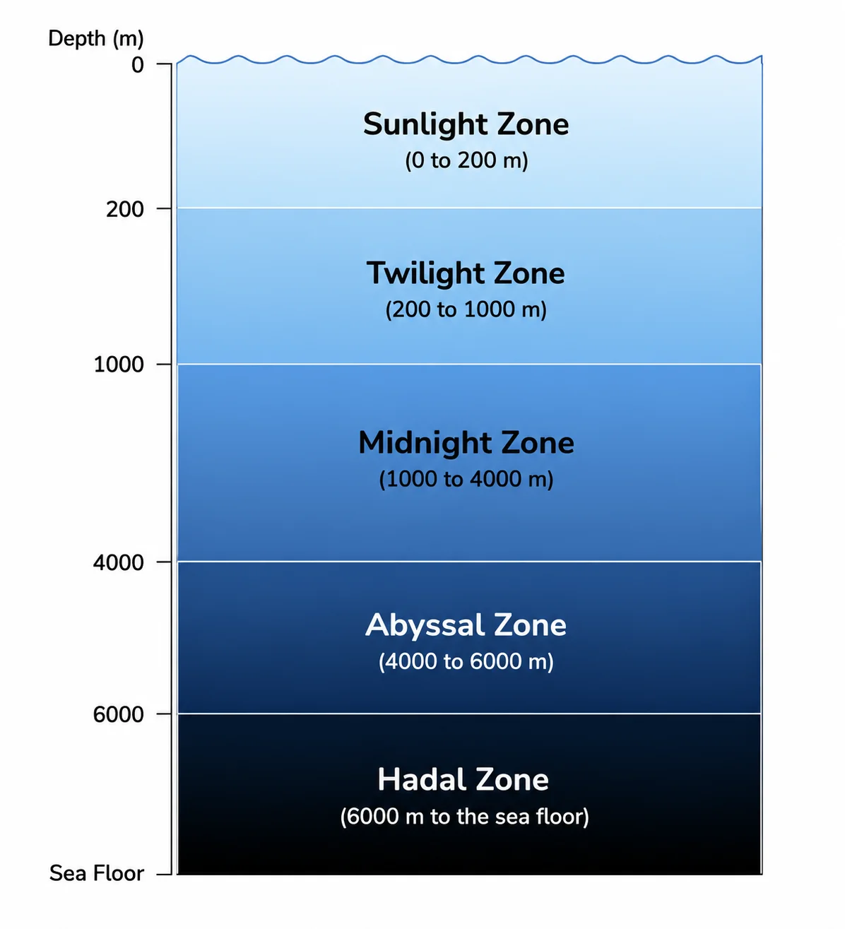 A simple ocean zones diagram showing the five zones as clean stacked bands with minimal detail.