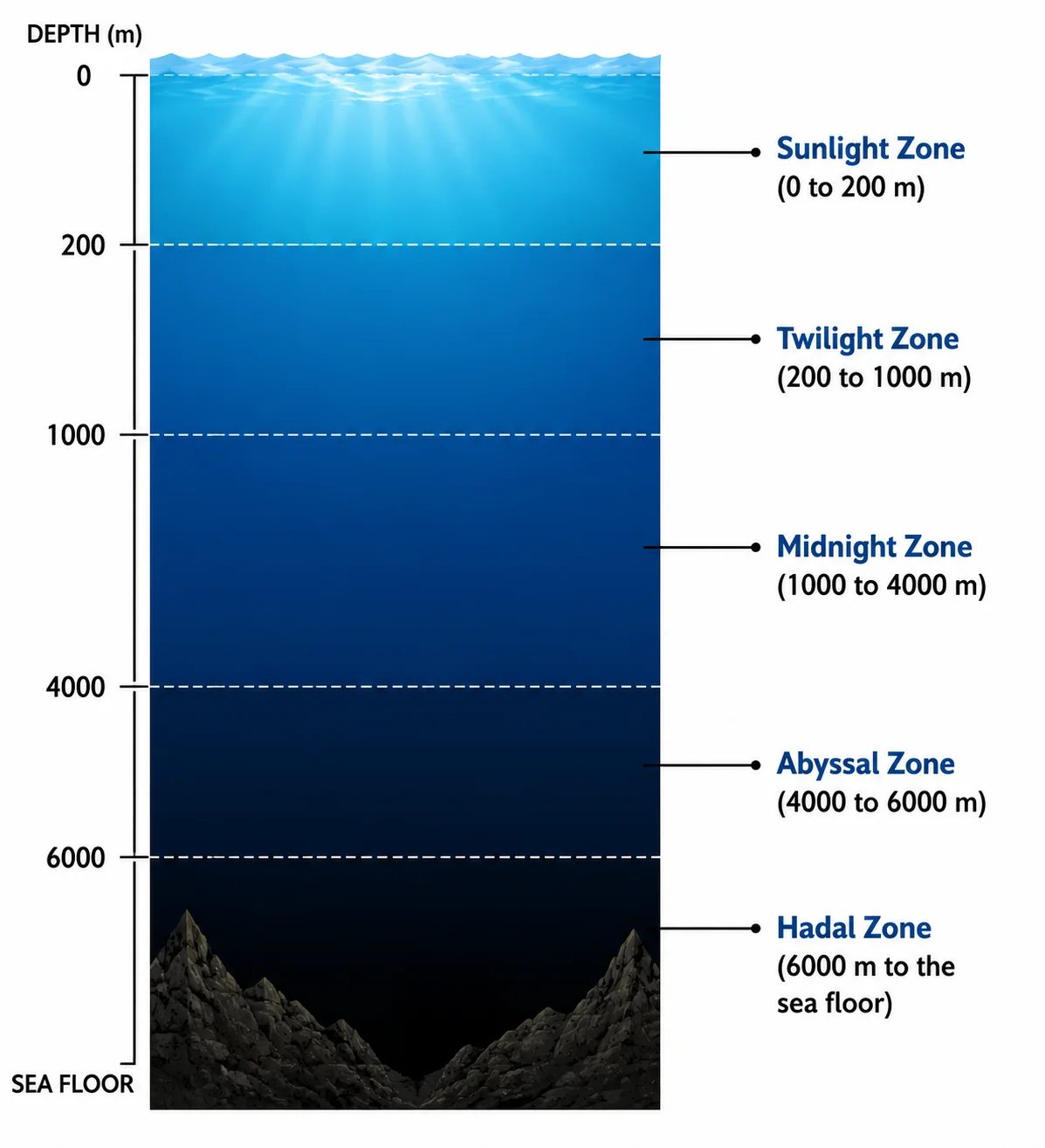 A labeled ocean zones diagram showing five depth zones stacked in order from the sunlight zone to the hadal zone.