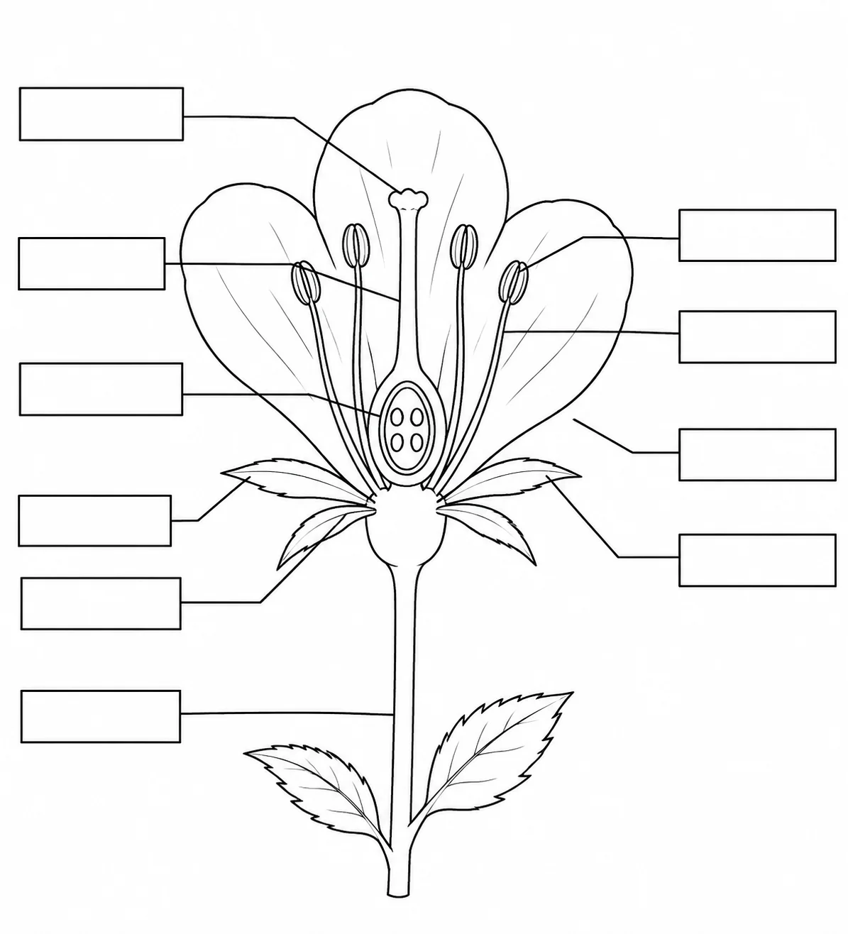 A blank parts of a flower worksheet with empty label boxes and leader lines for students to fill in.