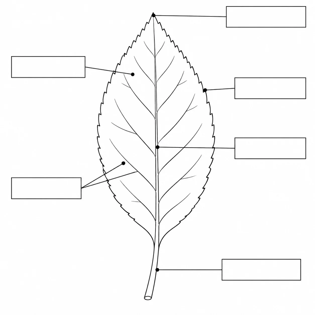 A blank parts of a leaf worksheet with empty label boxes and leader lines for students to fill in.