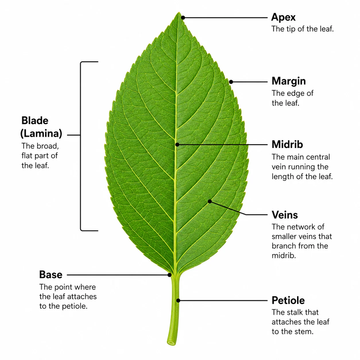 A labeled parts of a leaf diagram showing the blade, petiole, midrib, veins, margin, and apex with a callout for each part.