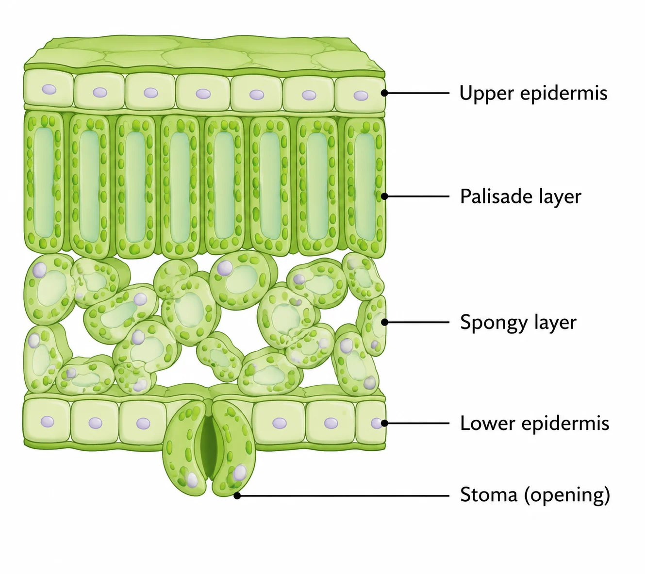 A labeled cross-section of a leaf showing the internal tissue layers.