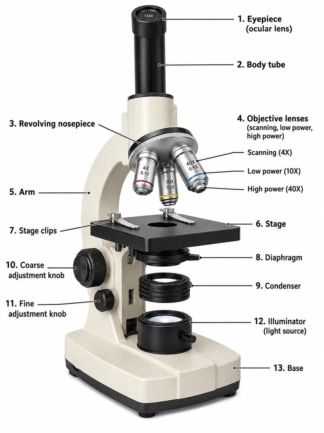 A labeled parts of a microscope diagram showing the eyepiece, objective lenses, stage, knobs, and base with a callout for each part.