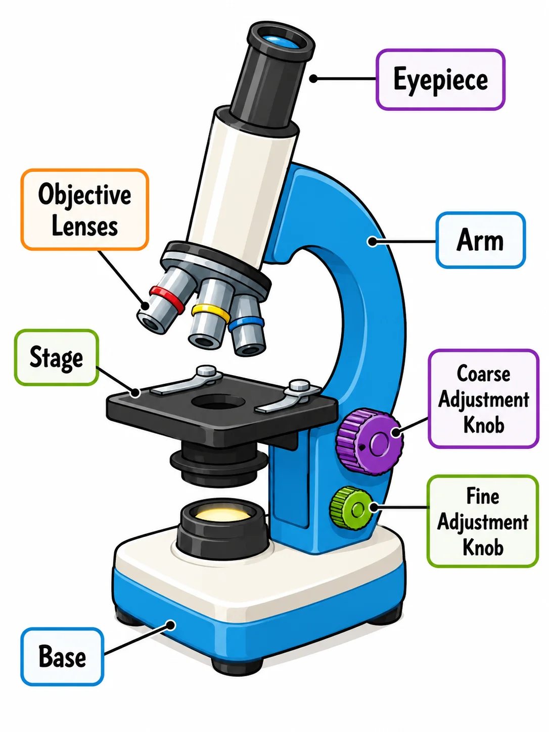 A simple, colorful parts of a microscope diagram for young learners with large readable labels.