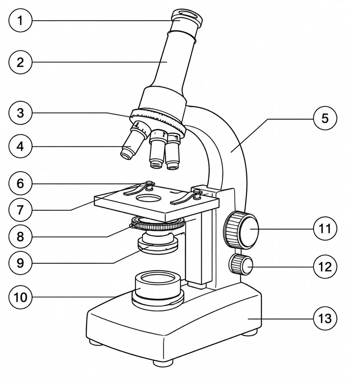 A microscope diagram with numbered callouts for a labeling quiz.