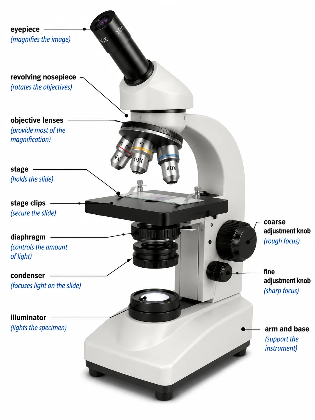 A parts of a microscope diagram with a short note describing the function of each part.